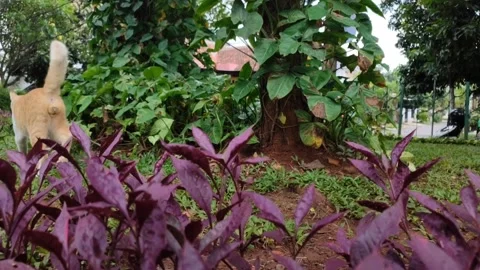 Kucing 3 Video stock 234366724