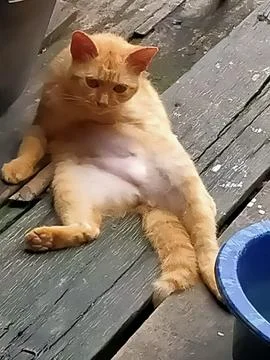 Kucing bengong 스톡 사진