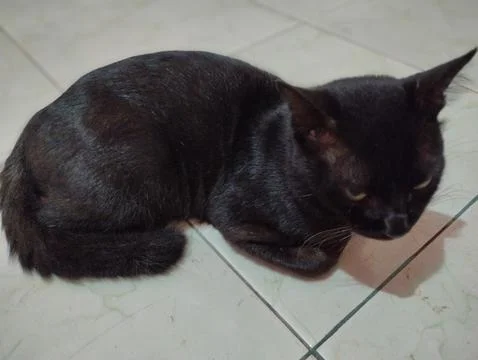 Kucing hitam 库存照片