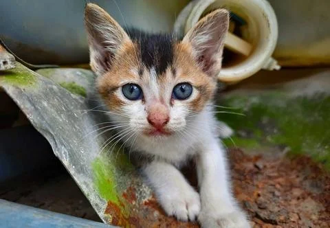 Kucing Jantan Stock Photos