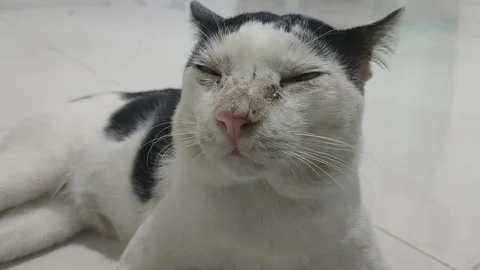 Kucing jinak Stock Footage 211376275