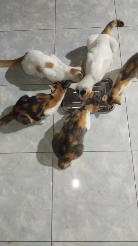 Kucing makan Video stock 208158042