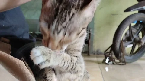 Kucing mandi 스톡 동영상 263531715