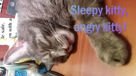 KUCING NGANTUK Stock Footage 167391808