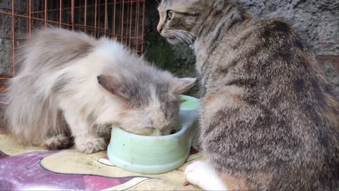 Kucing Persia 2 Video stock 184723435