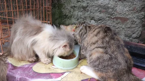 Kucing Persia Video stock 184721089