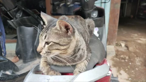 Kucing Santai Video stock 184721307