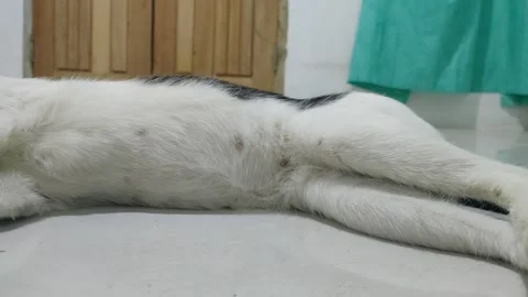 Kucing tidur Stock Footage 211099953