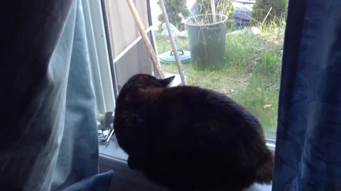 KUCING YANG MARAH Stock Footage 167391684