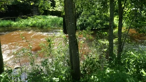 The Kudka River flows through the forest in Pskov region of Russia Stock Footage 318553817