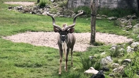 Kudoe walks to the camera Stock Footage 83033233