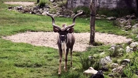  Kudoe walkt to the camera Video stock 82966717