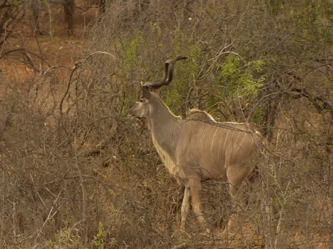 Kudu and elephants 库存影片 125991164