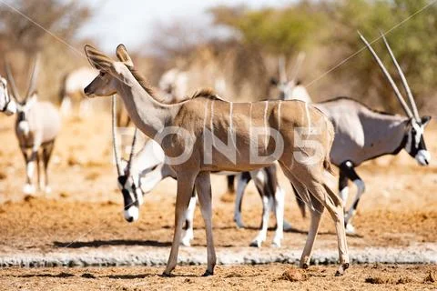 Kudu And Oryx At The Waterhole In Southern Africa Stock Photos