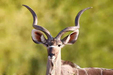 Kudu animal at African forest, mature kudu bull silhouetted against the golde Stock Photos