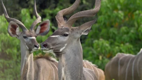 Kudu antelope close-up Stockbeeldmateriaal 318089177