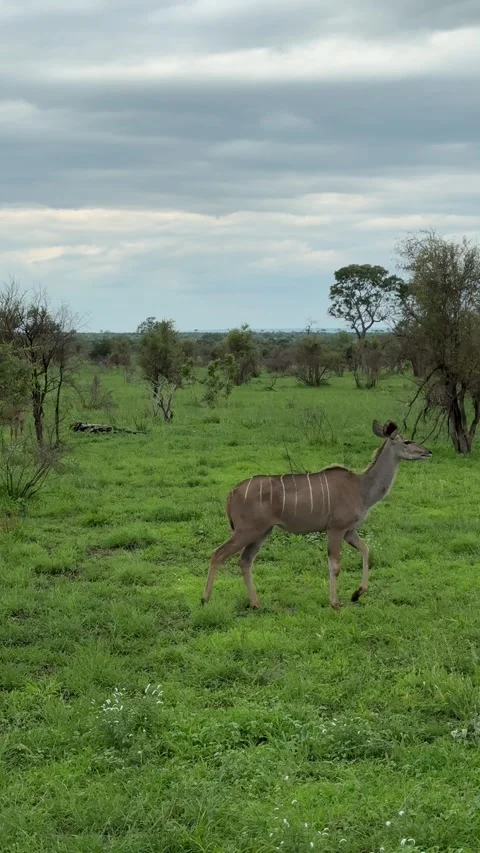 A kudu antelope eats in the wild. Stock Footage 323101956