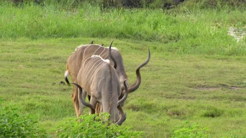 Kudu antelope in a field Stockbeeldmateriaal 318089092