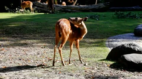 Kudu antelope Stock Footage 20612040
