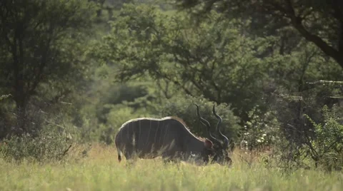 Kudu antelope 스톡 동영상 50367904