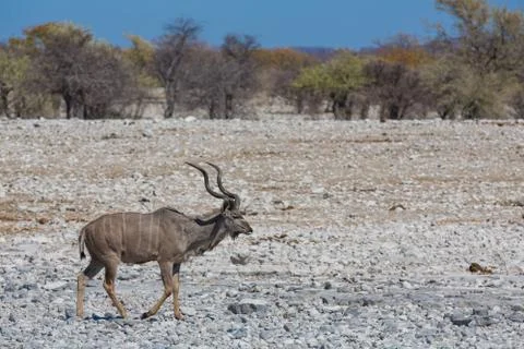 Kudu antelope group Stock-Fotos
