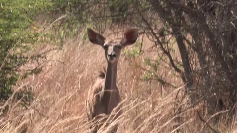 Kudu antelope looking Video stock 84474331