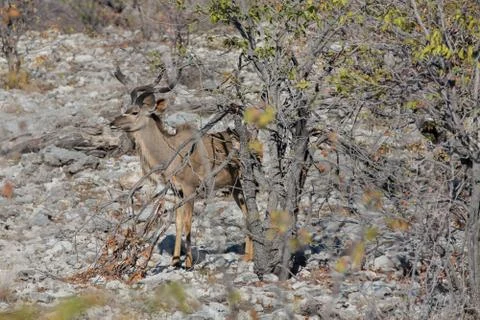 Kudu antelope Foto stock