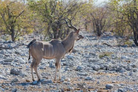 Kudu antelope Stock Photos