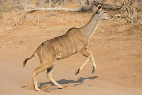 Kudu antelope 스톡 사진