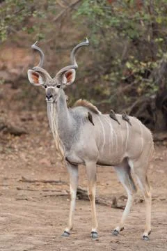 Kudu antelope Stock Photos