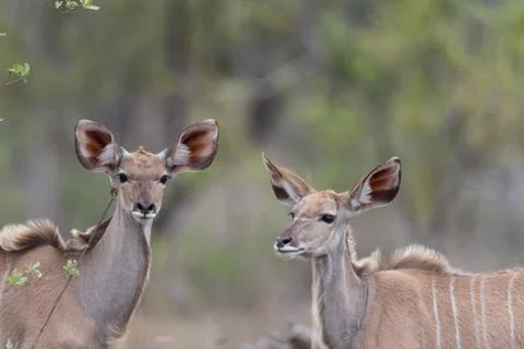Kudu antelope Stock Photos
