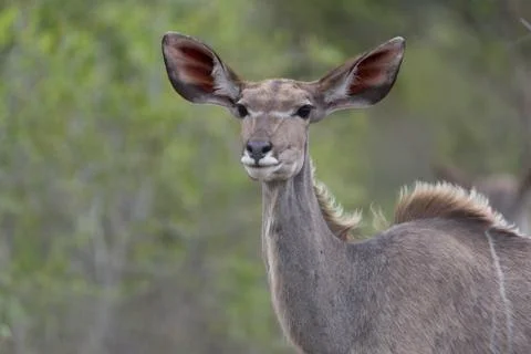 Kudu antelope Stock Photos