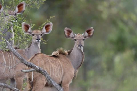 Kudu antelope Stock Photos