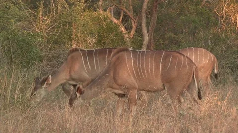 Kudu antelope (wild) - HD Video stock 84676609