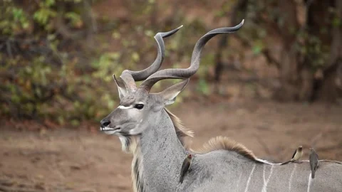 Kudu Antelope in the wilderness Stock Footage 132746539