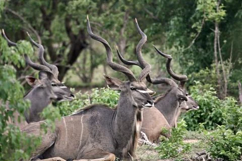Kudu antelopes Stock Photos