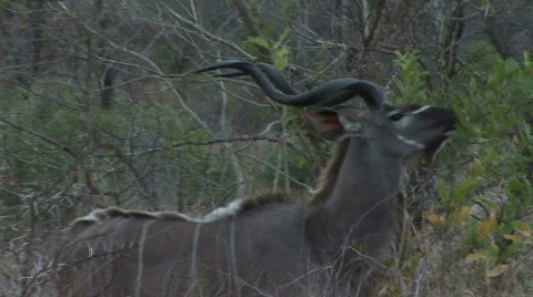 Kudu browsing Vidéo 531600
