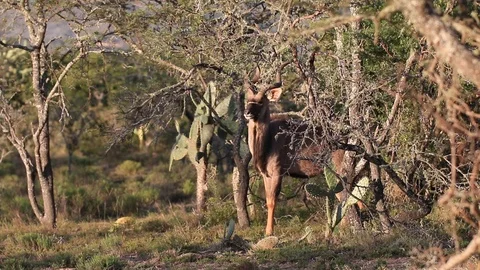 Kudu Bull on Alert Stock Footage 96010656