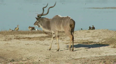 Kudu Bull Drinking 库存影片 349186