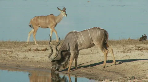Kudu Bull Drinking 库存影片 349228