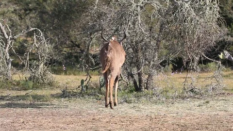 Kudu Bull Feeding South Africa Stock Footage