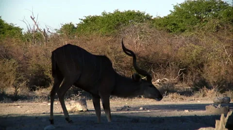 Kudu Bull Stock Footage 62499331