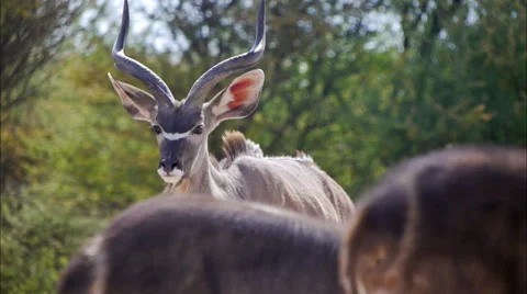 Kudu Bull Stock Footage 62616474