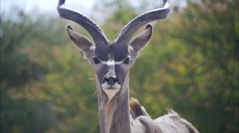 Kudu Bull Video stock 62616935