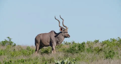 Kudu Bull Stock Footage 142098894