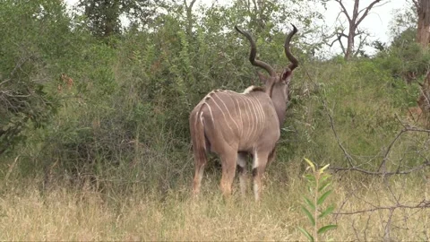 Kudu Bull Stock Footage 143530093