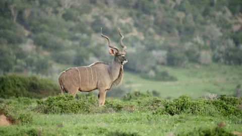 Kudu Bull Posing Stock Footage 142097675