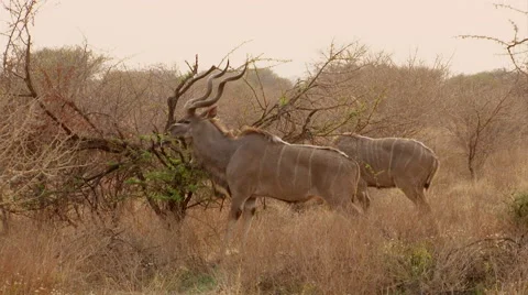 Kudu in bush Stock Footage 48351305