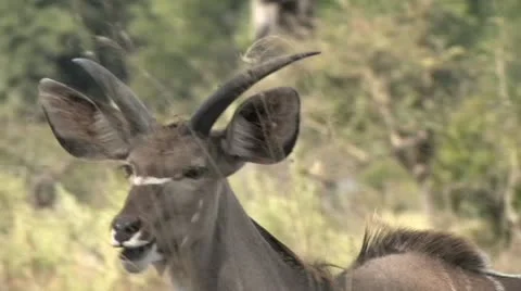 Kudu Closeup Stock Footage 22385542