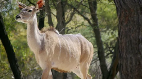 Kudu cow Stock Footage 62602177